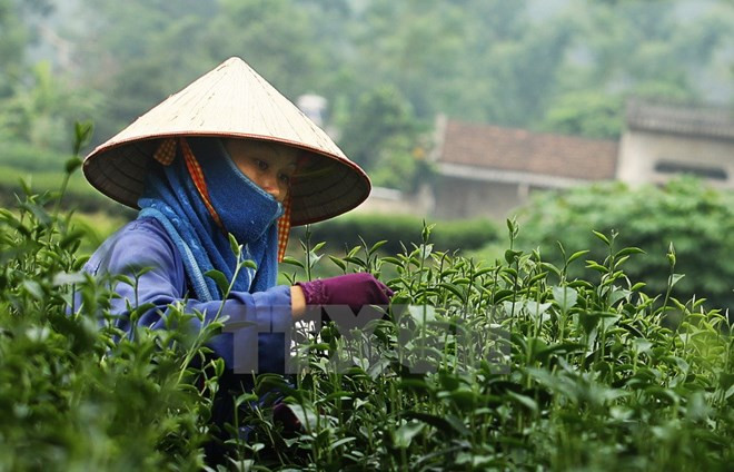 Sudcorea ofrece asistencia a Vietnam en cultivo de té ảnh 1 Sudcorea ofrece asistencia a Vietnam en cultivo de té ảnh 1