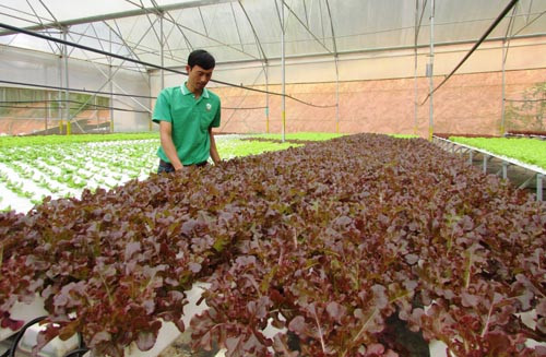 Japón estudia inversión en agricultura en provincia norvietnamita ảnh 1 Japón estudia inversión en agricultura en provincia norvietnamita ảnh 1