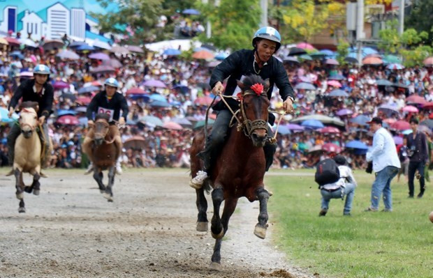 Buscan promover valores de carrera de caballos en provincia vietnamita ảnh 1
