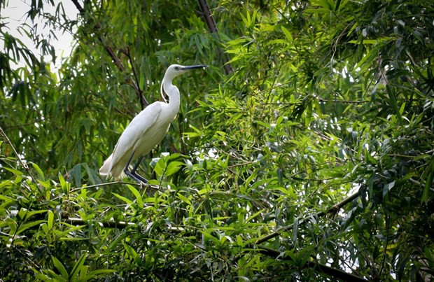 Refuerzan protección de la biodiversidad en Vietnam ảnh 1 Refuerzan protección de la biodiversidad en Vietnam ảnh 1