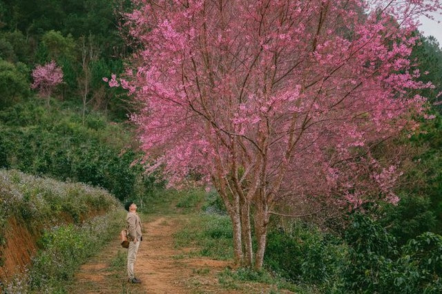 Disfrute de flores primaverales a principios del año ảnh 2 Disfrute de flores primaverales a principios del año ảnh 2
