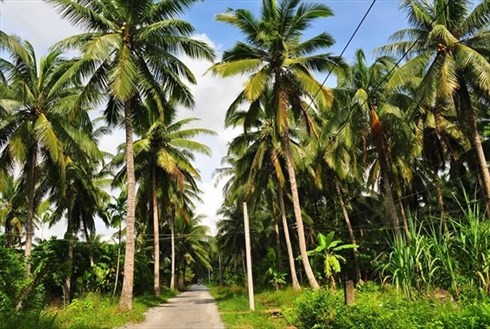 Provincia de Ben Tre, tierra de los cocoteros ảnh 1 Provincia de Ben Tre, tierra de los cocoteros ảnh 1
