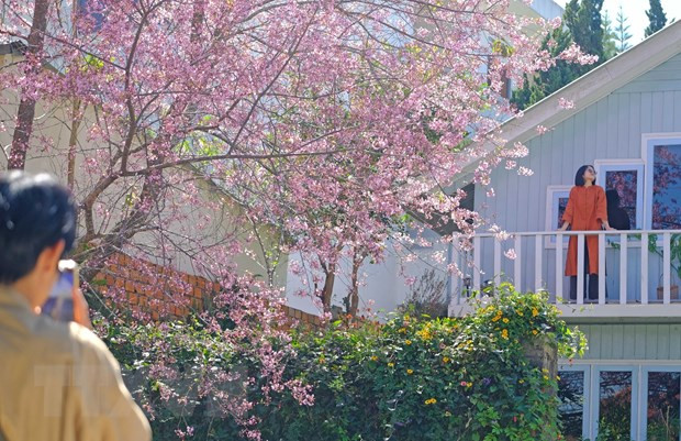 Aumenta número de turistas en vacaciones del Año Nuevo Lunar ảnh 1 Aumenta número de turistas en vacaciones del Año Nuevo Lunar ảnh 1