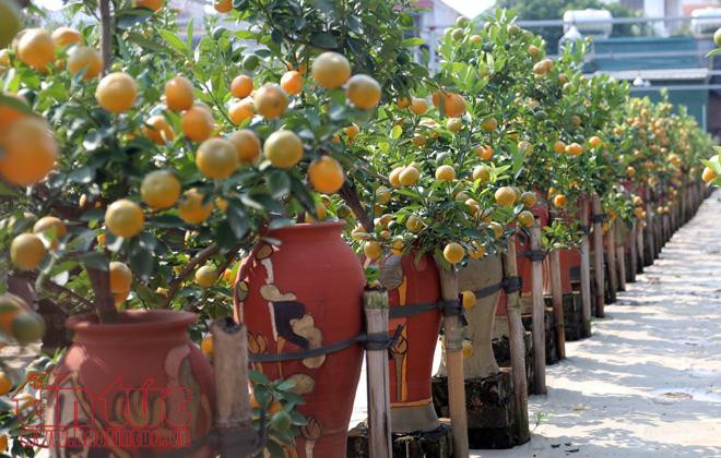 Exhibición de bonsái de kumquat: muestra del deseo de prosperidad en el Tet ảnh 1 Exhibición de bonsái de kumquat: muestra del deseo de prosperidad en el Tet ảnh 1