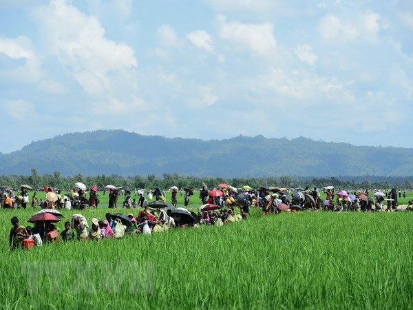 Bangladesh pospone regreso de refugiados rohingya a Myanmar ảnh 1 Bangladesh pospone regreso de refugiados rohingya a Myanmar ảnh 1