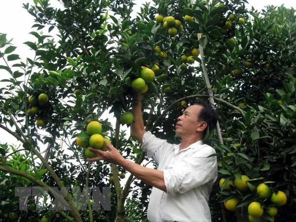 Inician construcción de fábrica de procesamiento de frutas en provincia septentrional vietnamita ảnh 1