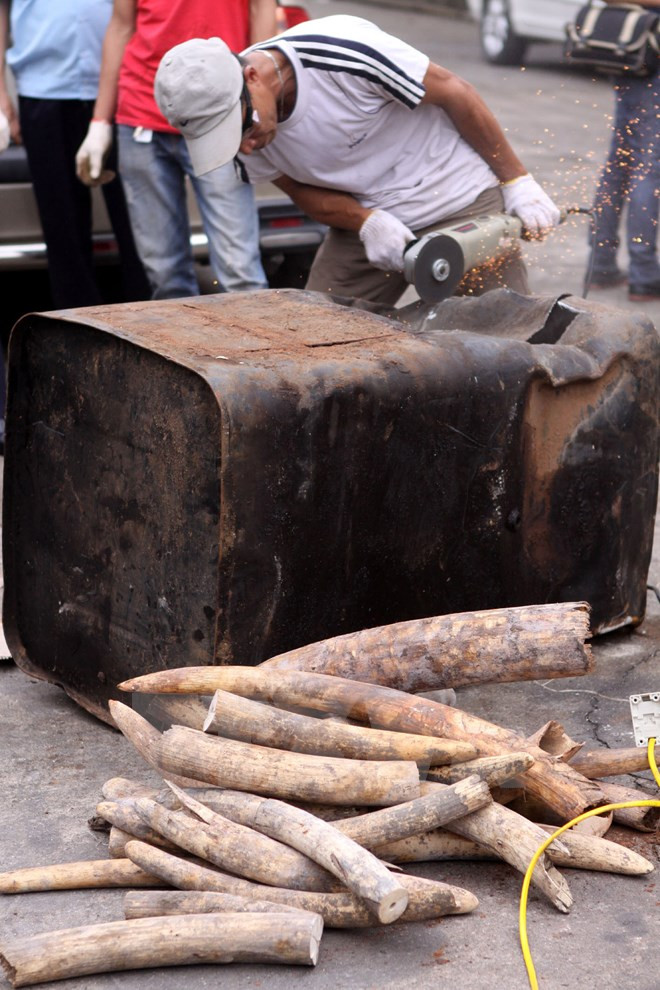  Detectan tráfico ilegal de productos de animales salvajes ảnh 1