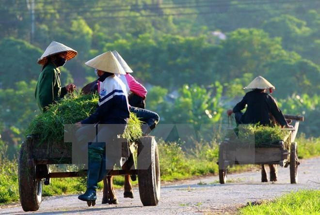 Reportan en Vietnam avances en la modernización de zonas rurales ảnh 1 Reportan en Vietnam avances en la modernización de zonas rurales ảnh 1