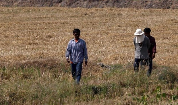 Provocará Tailandia lluvia artificial para aliviar la sequía ảnh 1 Provocará Tailandia lluvia artificial para aliviar la sequía ảnh 1