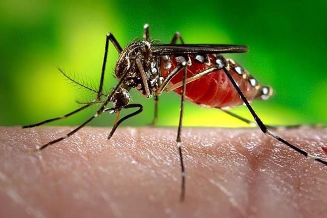 Reportan en Laos la muerte de 34 personas como consecuencia del dengue ảnh 1 Reportan en Laos la muerte de 34 personas como consecuencia del dengue ảnh 1