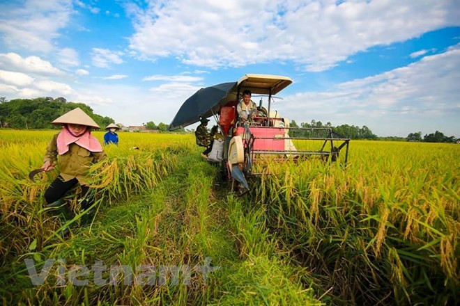 Proyecta Vietnam lograr una agricultura más eficiente y sostenible ảnh 1 Proyecta Vietnam lograr una agricultura más eficiente y sostenible ảnh 1