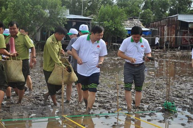 Vietnam se lanza al cultivo de manglares en el Delta del Mekong ảnh 1  Vietnam se lanza al cultivo de manglares en el Delta del Mekong ảnh 1
