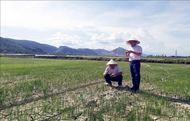 Alertan que la sequía puede afectar a más de 65 mil hectáreas de tierras agrícolas en el centro Vietnam. ảnh 1 Alertan que la sequía puede afectar a más de 65 mil hectáreas de tierras agrícolas en el centro Vietnam. ảnh 1