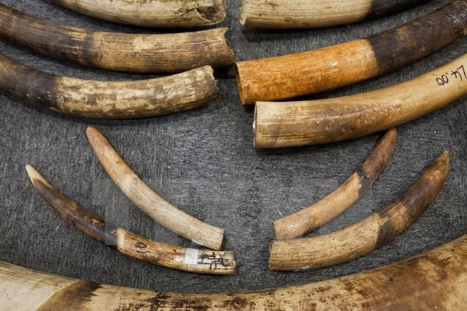 Incautan en Singapur cargamento récord de marfil ảnh 1 Incautan en Singapur cargamento récord de marfil ảnh 1