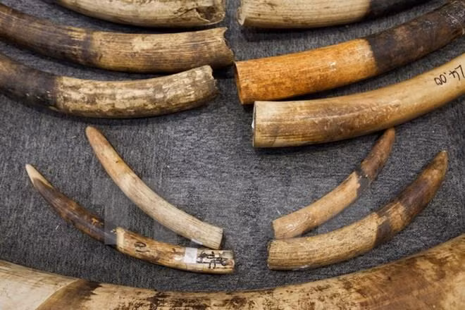 Incautan en Singapur cargamento récord de marfil ảnh 1