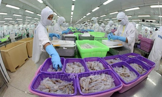 Industria de procesamiento de camarón de Vietnam trabaja por cumplir objetivo en 2021 ảnh 1 Industria de procesamiento de camarón de Vietnam trabaja por cumplir objetivo en 2021 ảnh 1