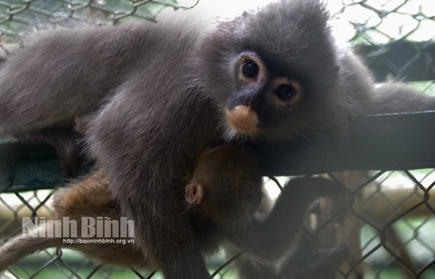 Parque Nacional Cuc Phuong de Vietnam recibe dos langures grises ảnh 1 Parque Nacional Cuc Phuong de Vietnam recibe dos langures grises ảnh 1