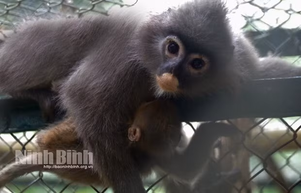 Parque Nacional Cuc Phuong de Vietnam recibe dos langures grises ảnh 1 Parque Nacional Cuc Phuong de Vietnam recibe dos langures grises ảnh 1