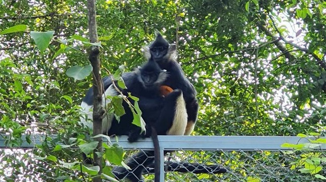 Raro langur endémico se cría con éxito en provincia vietnamita ảnh 1 Raro langur endémico se cría con éxito en provincia vietnamita ảnh 1