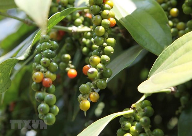 Exportaciones vietnamitas de pimienta podrían alcanzar mil millones de dólares este año ảnh 1 Exportaciones vietnamitas de pimienta podrían alcanzar mil millones de dólares este año ảnh 1