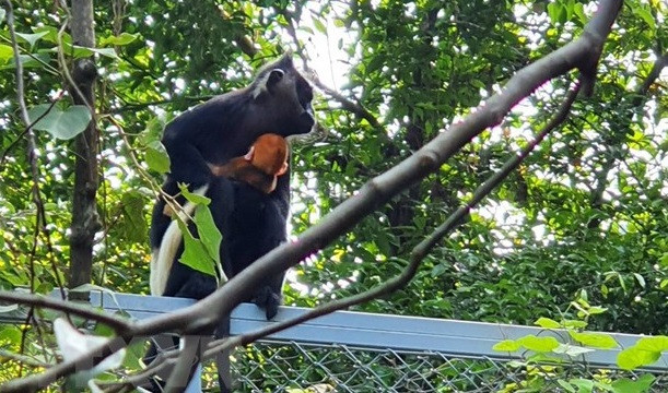 Raro langur endémico se cría con éxito en provincia vietnamita ảnh 2 Raro langur endémico se cría con éxito en provincia vietnamita ảnh 2