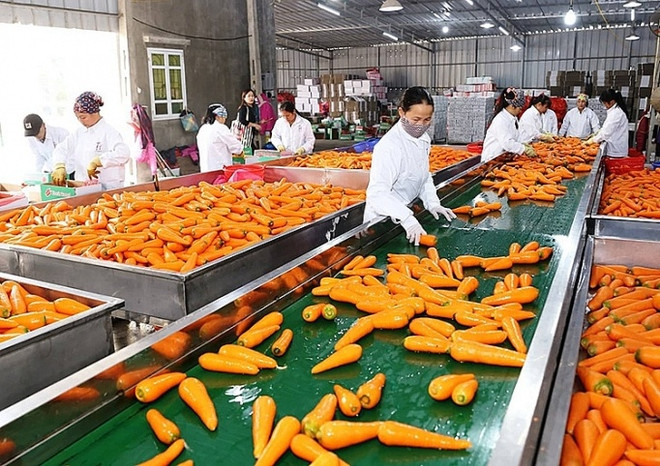 Exportación de verduras y frutas procesadas de Vietnam supera mil millones de USD ảnh 1 Exportación de verduras y frutas procesadas de Vietnam supera mil millones de USD ảnh 1