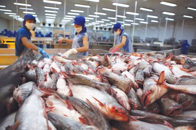 Prevén incremento de exportaciones de pescado Tra de Vietnam este año ảnh 1