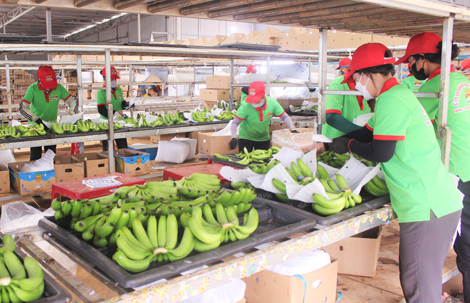 Exportación de frutas y verduras de Vietnam experimenta señales positivas ảnh 2 Exportación de frutas y verduras de Vietnam experimenta señales positivas ảnh 2
