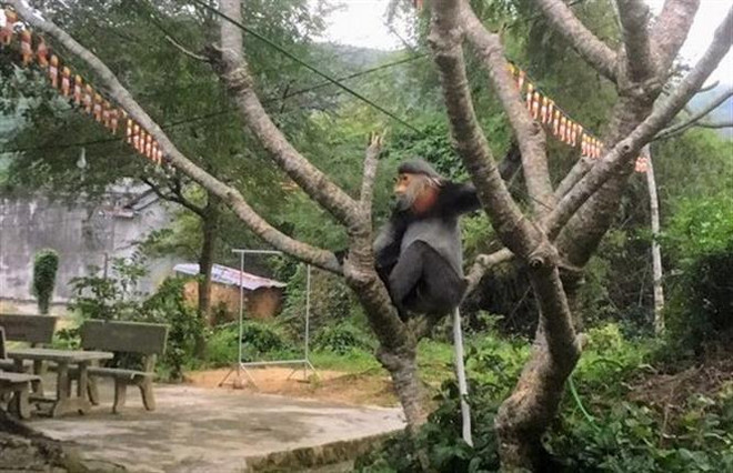 Detectan primates en peligro crítico de extinción en provincia vietnamita ảnh 1