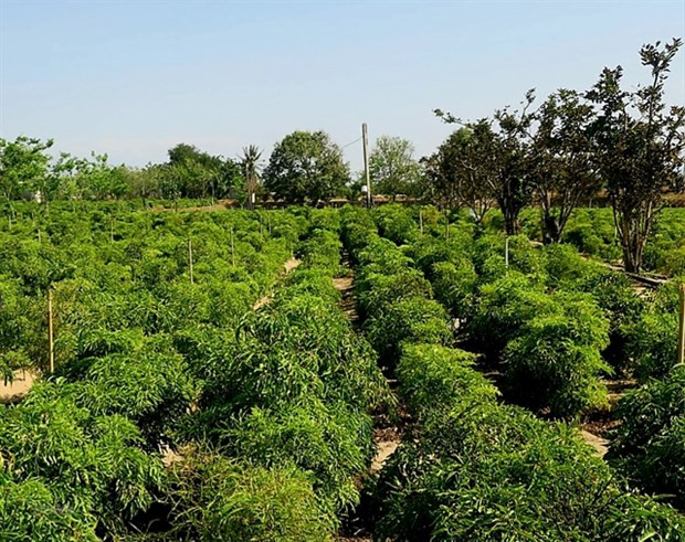 Provincia vietnamita se centra en cultivo de plantas medicinales ảnh 1