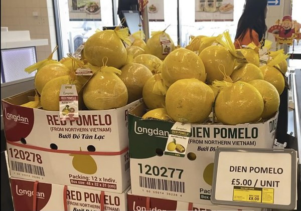 Pomelos vietnamitas a la venta en el mercado británico ảnh 1 Pomelos vietnamitas a la venta en el mercado británico ảnh 1