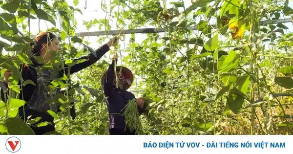 Provincia vietnamita exporta primer lote de judías encurtidas a Japón ảnh 1 Provincia vietnamita exporta primer lote de judías encurtidas a Japón ảnh 1