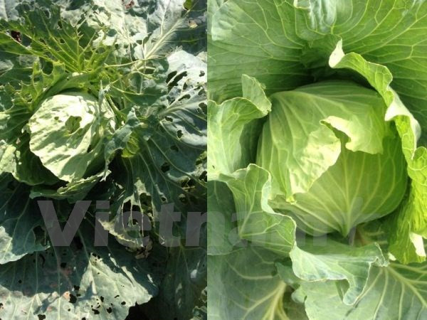 Exportación de vegetales y frutas vietnamitas alcanza fuerte crecimiento ảnh 1 Exportación de vegetales y frutas vietnamitas alcanza fuerte crecimiento ảnh 1