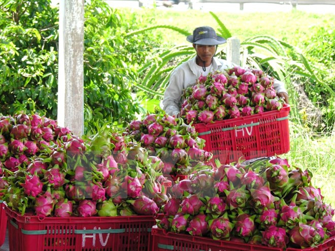 Australia valora importación de pitahaya de Vietnam ảnh 1 Australia valora importación de pitahaya de Vietnam ảnh 1
