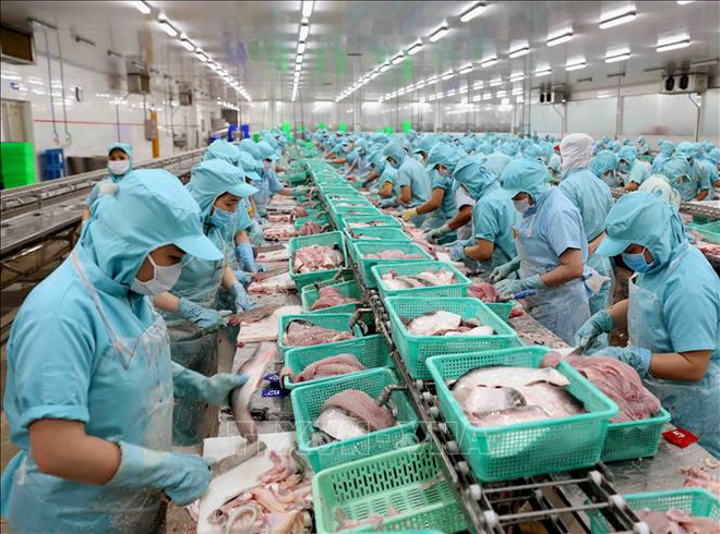 Sector acuícola de Vietnam enfrenta dificultades por COVID-19 ảnh 1 Sector acuícola de Vietnam enfrenta dificultades por COVID-19 ảnh 1