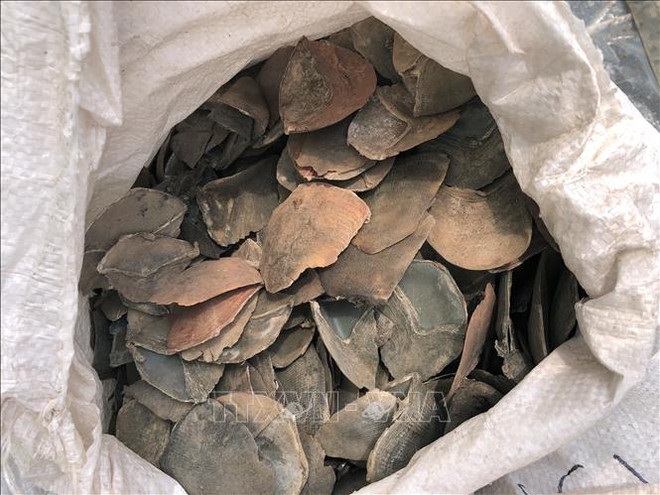 Incauta Malasia más de seis toneladas de escamas de pangolín ảnh 1 Incauta Malasia más de seis toneladas de escamas de pangolín ảnh 1