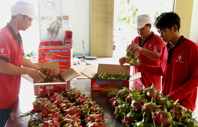 Dedican semana a pitahaya de pulpa roja vietnamita en Australia ảnh 1 Dedican semana a pitahaya de pulpa roja vietnamita en Australia ảnh 1