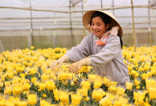 Ciudad Ho Chi Minh promueve cooperación agrícola con Holanda ảnh 1 Ciudad Ho Chi Minh promueve cooperación agrícola con Holanda ảnh 1