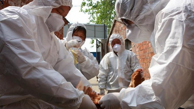 Vietnam acelera prevención contra gripe aviar A (H7N9) ảnh 1 Vietnam acelera prevención contra gripe aviar A (H7N9) ảnh 1