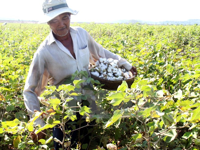 Vietnam suspende temporalmente importación de algodón en bruto de Ghana ảnh 1 Vietnam suspende temporalmente importación de algodón en bruto de Ghana ảnh 1