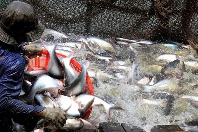 Vietnam exporta primer lote de productos acuícolas en 2018 ảnh 1 Vietnam exporta primer lote de productos acuícolas en 2018 ảnh 1