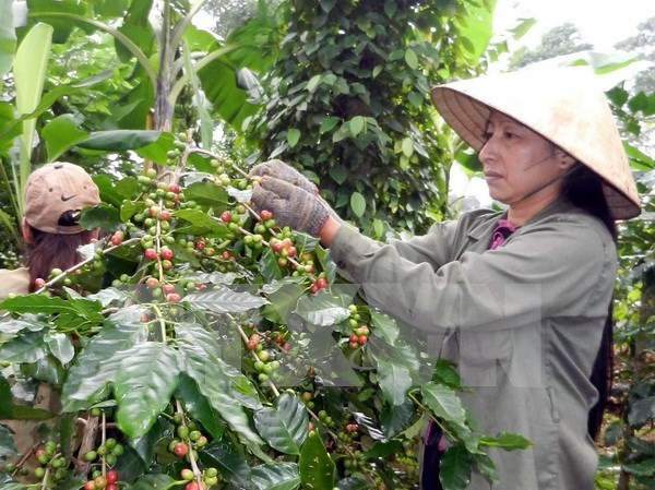 Sector agrícola de Vietnam planea nuevas metas para 2018 ảnh 1