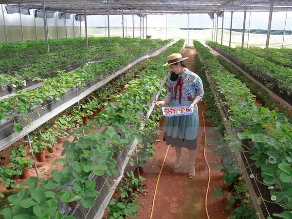 Vietnam impulsa desarrollo de cooperativas agrícolas de alta tecnología ảnh 1 Vietnam impulsa desarrollo de cooperativas agrícolas de alta tecnología ảnh 1