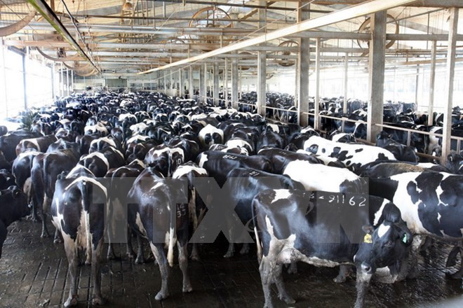 Inician en Vietnam construcción de complejo de procesado de leche de alta tecnología ảnh 1 Inician en Vietnam construcción de complejo de procesado de leche de alta tecnología ảnh 1