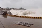 Olas de gran altura en la isla de Ly Son, provincia de Quang Ngai, debido al tifón Kalmaegi. (Foto: VNA)