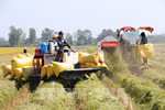 Vietnam supera a Tailandia y se convierte en el segundo mayor exportador mundial de arroz
