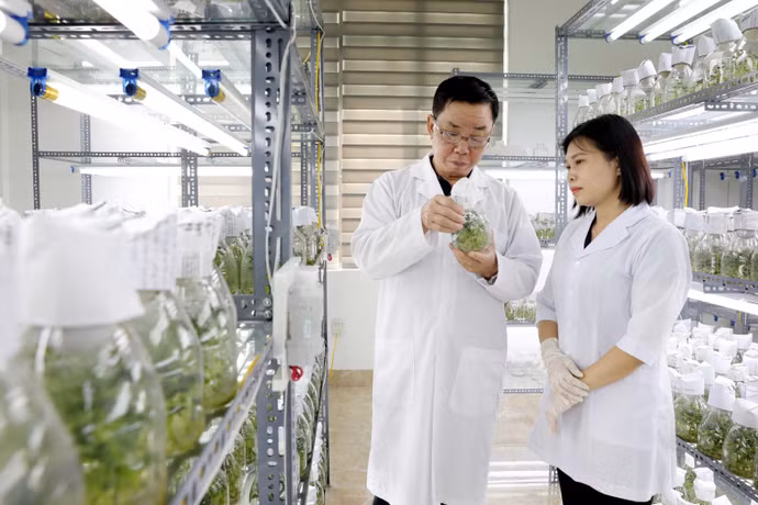 La empresa Thai Binh Seed aplica la ciencia y la tecnología para investigar y producir variedades de plantas de alto rendimiento y alta calidad. (Foto: VNA)