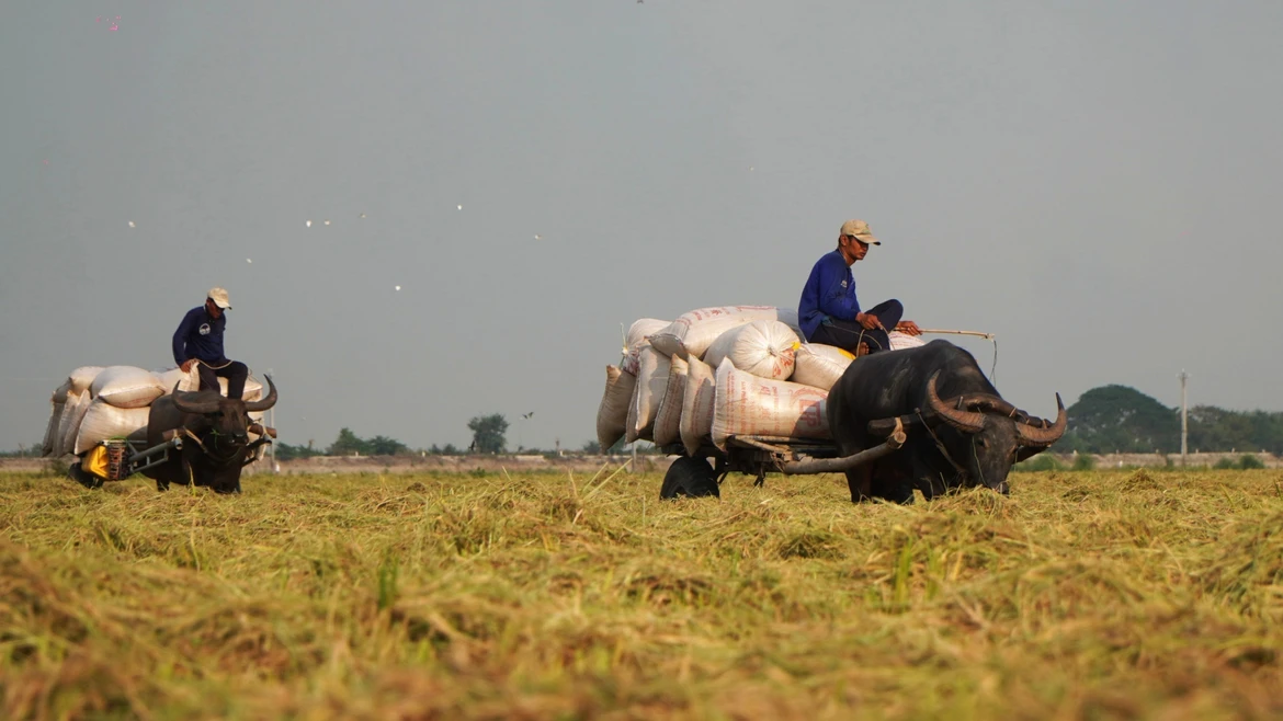 La belleza de la región del Oeste durante la temporada de recolección de arroz por parte de búfalos