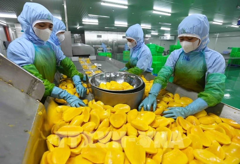 Procesamiento de productos de mango para exportación en la fábrica de frutas y verduras de An Giang, en la provincia de Lam Dong. (Fuente: VNA)