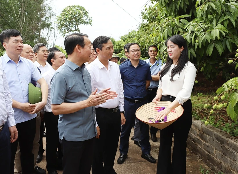 El Ministro de Agricultura y Medio Ambiente, Do Duc Duy, el presidente del Comité Popular Provincial, Nguyen Viet Oanh, y los delegados visitaron el modelo de producción de exportación de lichi en la comuna de Phuc Hoa, distrito de Tan Yen. (Foto: ITN)